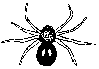 John Entwistle - Spider Artwork