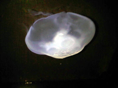 Bahamas - 07/10 (Jelly Fish)