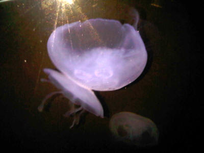 Bahamas - 07/10 (Jelly Fish)