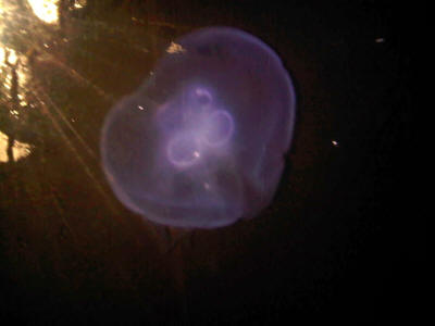 Bahamas - 07/10 (Jelly Fish)