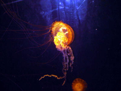 Bahamas - 07/10 (Jelly Fish)