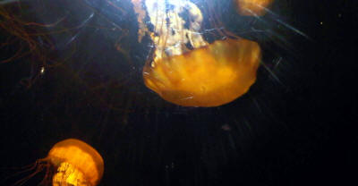 Bahamas - 07/10 (Jelly Fish)