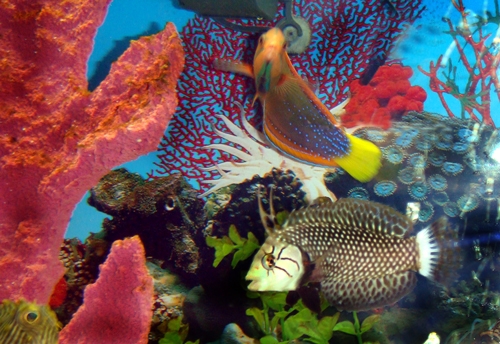 Red Coris Wrasse & Dragon Wrasse