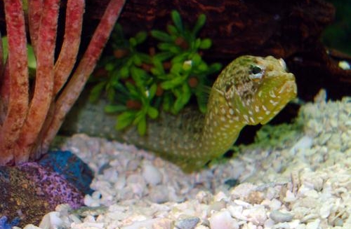 Green Wolf Eel