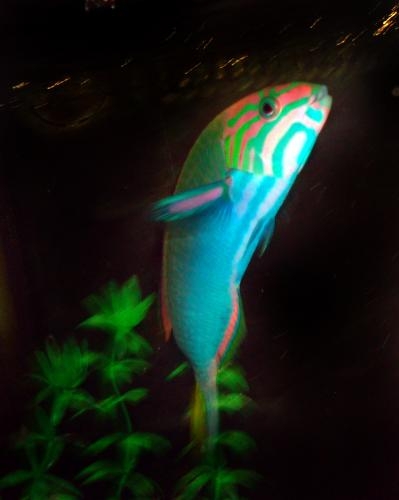 Lunari Wrasse