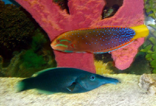 Green Bird Wrasse & Red Coris Wrasse