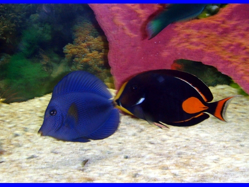 Purple Tang & Achillies Tang