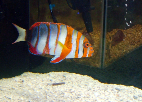 Australian Harlequin Tusk