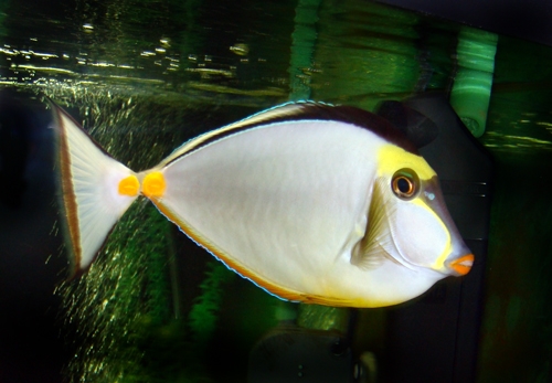 Blonde Naso Tang