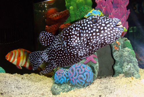 Guini Fowl Puffer with Australian Harlequin Tusk in Background