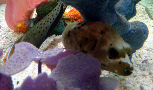 Dogface Puffer & Formosa Wrasse