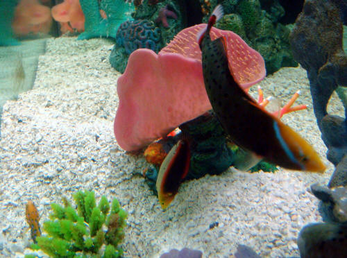 Blue Dot Jawfish & Wrasses