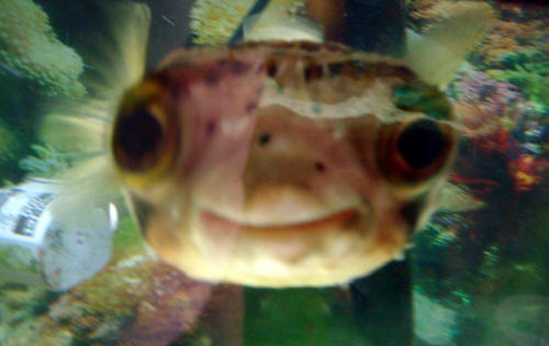 Mr Fish - Porcupine Puffer