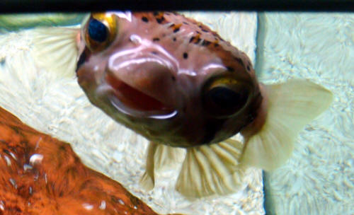 Mr Fish - Porcupine Puffer