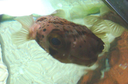 Mr Fish - Porcupine Puffer