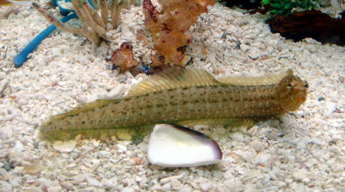 Green Wolf Eel