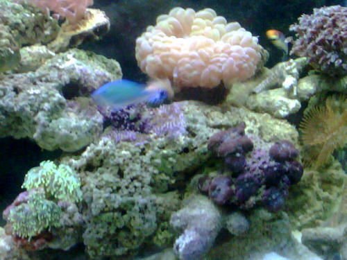 The Reef Tank