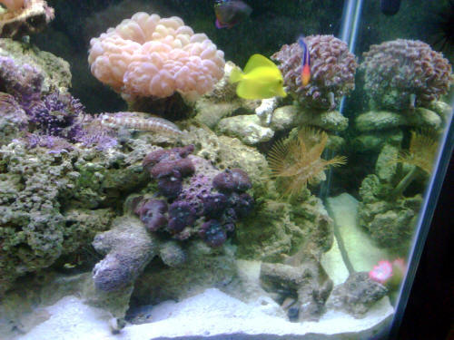 The Reef Tank