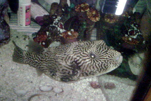 Yellow Tiger Mappa Puffer (Deflated)