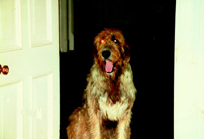 Flynn - John Entwistle Irish Wolfhound