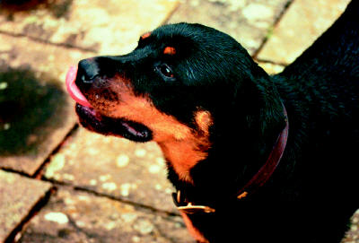 Marlene - John Entwistle Rottweiler