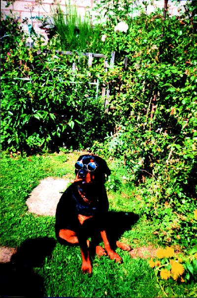 Otto - Another John Entwistle Rottweiler