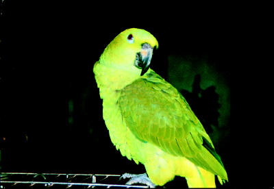 John Entwistle - Ralph The Bird