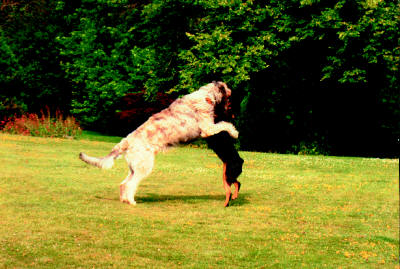 John Entwistle - Dogs at play
