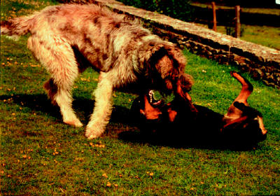 John Entwistle - <More> Dogs at play