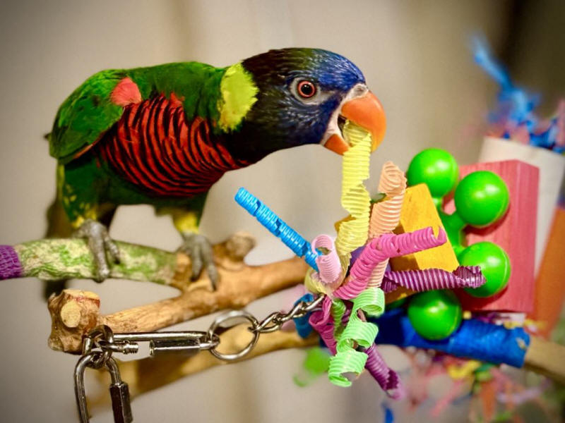 Beatlejuice - Coconut Lorikeet
