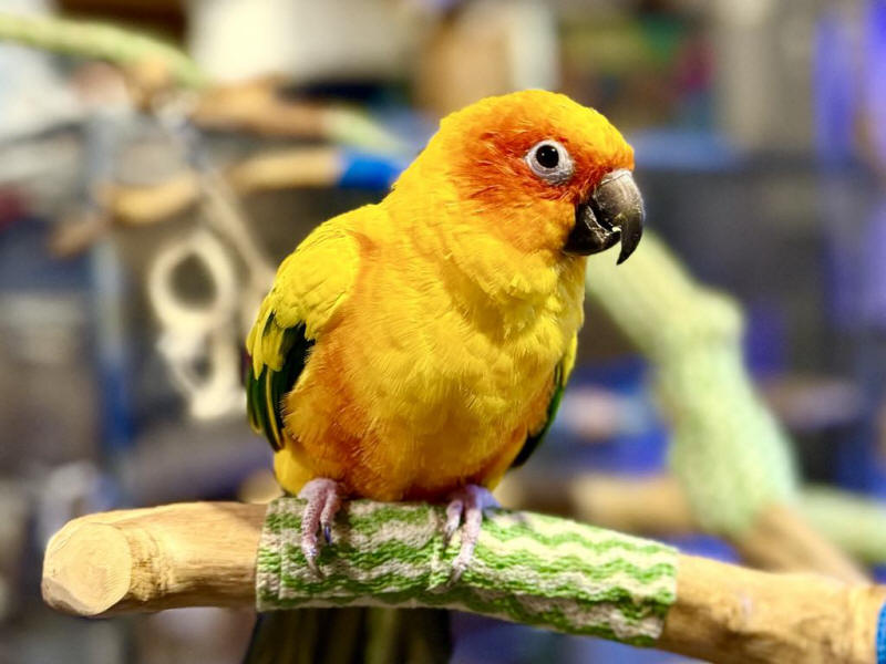 Bridie Num Num - Sun Conure