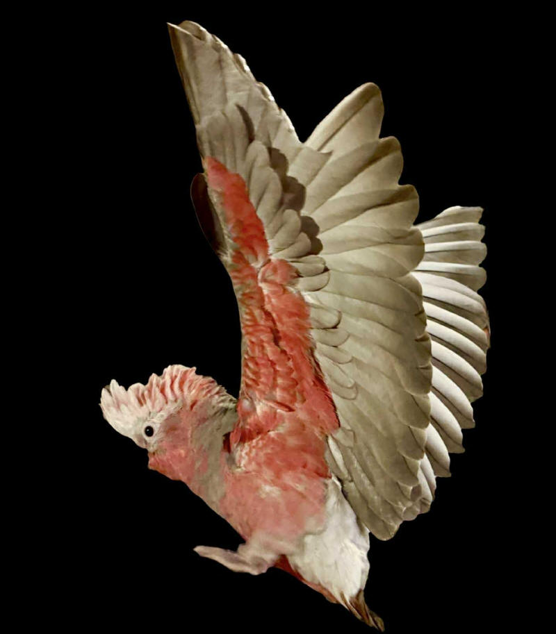 Ellie - Rose Breasted <Galah> Cockatoo Parrot