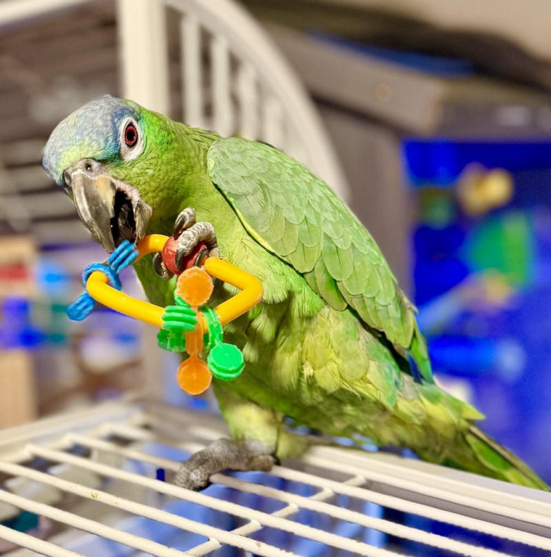 Felix - Norther Mealy Parrot