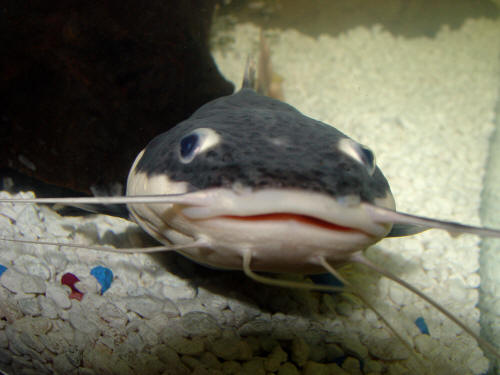 South America Red Tail Catfish