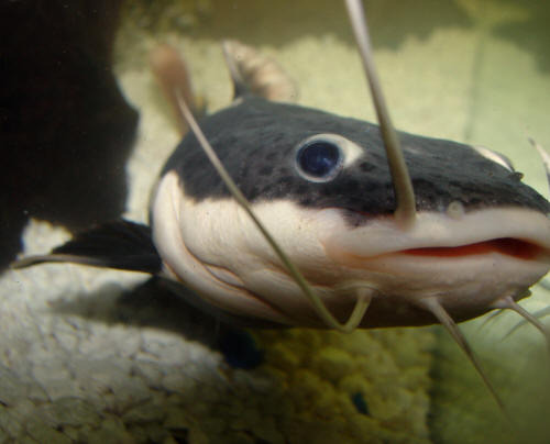 South America Red Tail Catfish