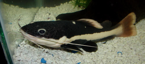 South America Red Tail Catfish