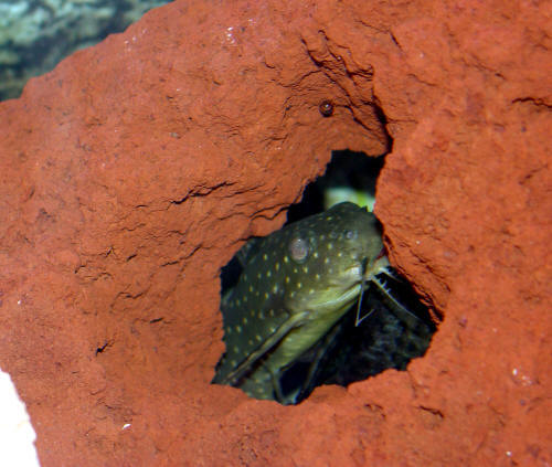 Synodontis Angelicus