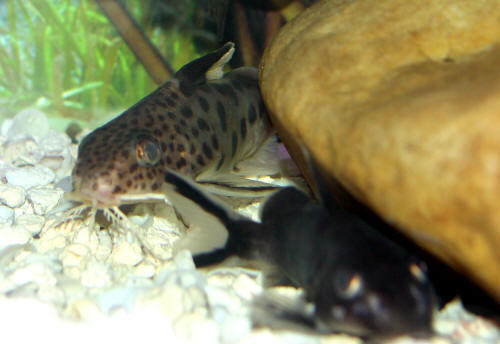 Synodontis Multipunctatus & Synodontis Granulosus 