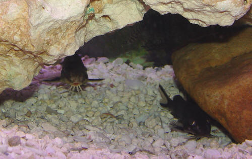 Synodontis Multipunctatus, Synodontis Granulosus & Synodontis Eupterus