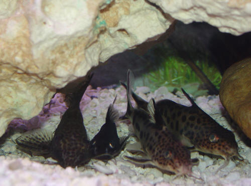 Various Synodontis