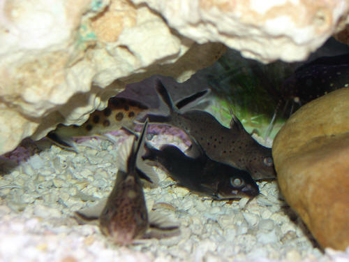 Various Synodontis