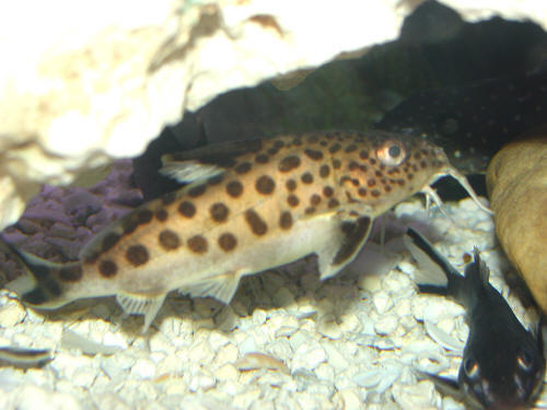 Various Synodontis 