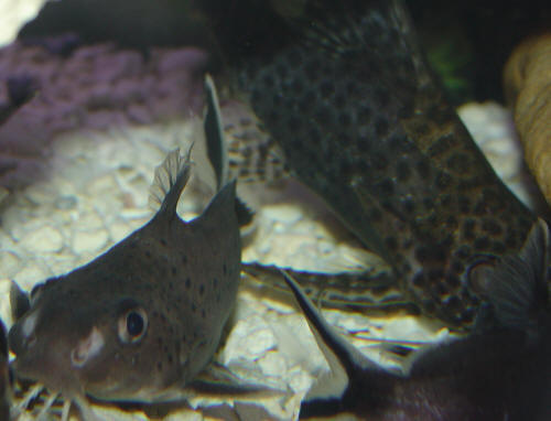 Various Synodontis