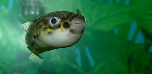 Figure 8 Puffer