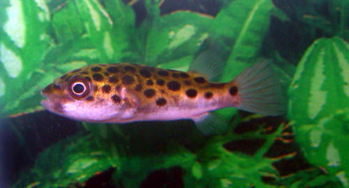 Spotted Puffer