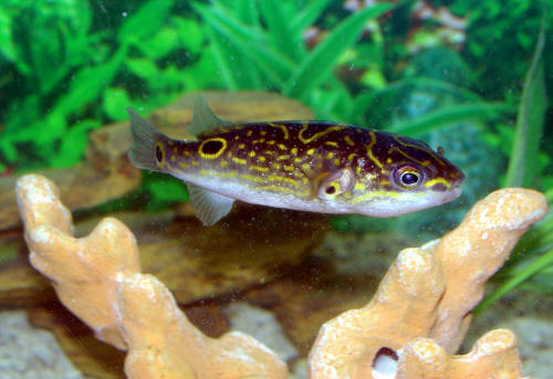 Figure 8 Puffer