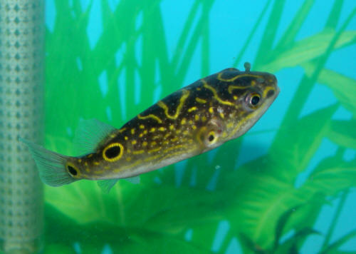 Figure 8 Puffer