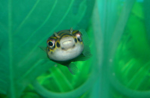 Figure 8 Puffer