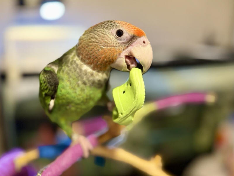 Peaches - African Cape Parrot