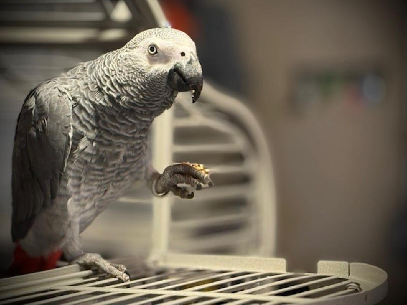 Stanley - African Grey Parrot